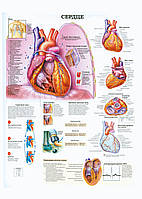 Сердце - плакат
