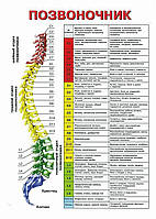 Позвоночник - постер