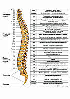 Отделы позвоночника - плакат
