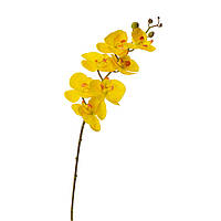 Орхидея фаленопсис, желтая 1