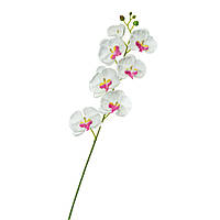 Орхідея фаленопсис, біла з рожевим