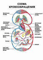 Схема кровообращения - плакат