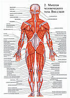 Мышцы человеческого тела вид сзади - плакат