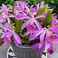 Орхідея Плейоне. Pleione orchids.