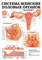 Система женских половых органов - постер