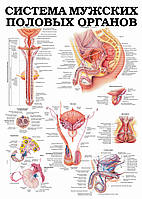 Система мужских половых органов - постер