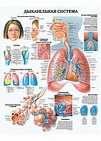 Дихальна система - постер