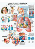 Дыхательная система - постер