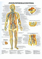 Лимфатическая система - плакат