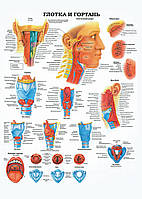 Глотка и гортань - плакат