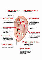 Точки воздействия на ушной раковине - постер