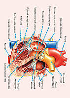 Сердце человека - плакат