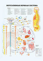 Вегетативная нервная система - постер
