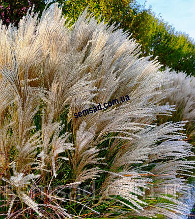 Міскантус китайський Балерина \ Miscanthus sinensis Balerina ( саджанці С3л ), фото 1