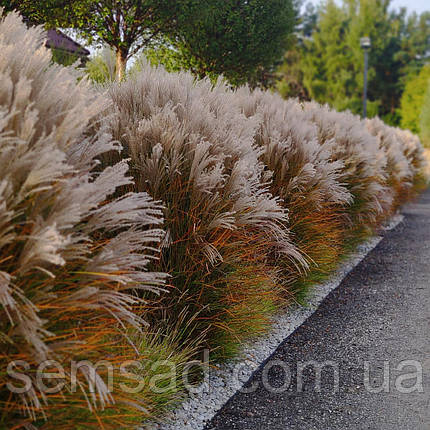 Міскантус китайський Балерина \ Miscanthus sinensis Balerina ( саджанці С3л ), фото 3