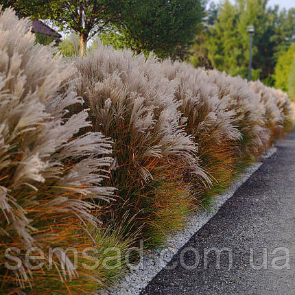 Міскантус китайський Балерина \ Miscanthus sinensis Balerina ( саджанці С3л ), фото 2