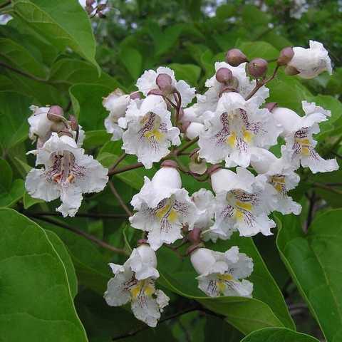 Катальпі на штамбі прекрасна