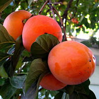 Хурма Корольок (на виргинській морозостійкій підщепі) 1 клас