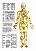 Точки на тілі людини (реанімація організму, спереду) – плакат