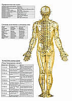 Точки на тілі людини (реанімація організму, ззаду) – плакат