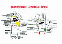 Биологически активные точки - постер