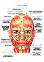 Мышцы лица и шеи - плакат