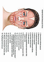 Мимические мышцы лица - постер