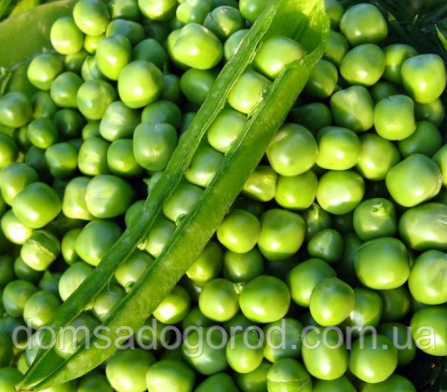 Горох Syngenta  ІДАЛЬГО  |  IDALIIGO 100 г