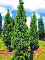 Туя західна 'Спіраліс' 3 річна Thuja occidentalis 'Spiralis'