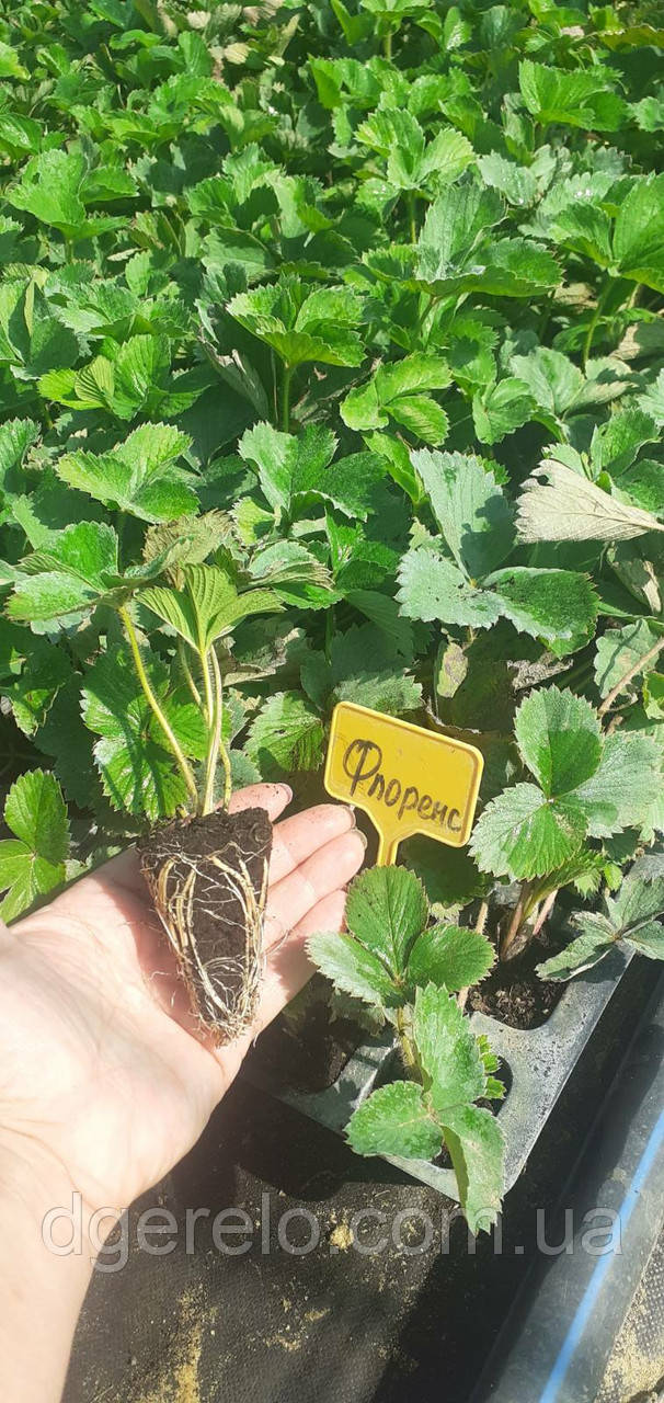 Полуниця подня Флоренс. Касетна розсада