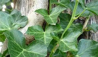 Плющ зелений - вічнозелена багаторічна невибаглива швидкозростаюча ліана (черенки з корінням)