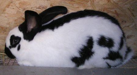 Продаю Кролик породи німецький строкатий велетні (строкач)