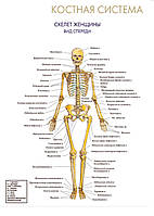 Костная система. Скелет женщины (вид спереди) - постер