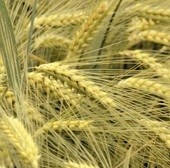 ПРОЗЕРЫ (пророслі зерна вівса, пшениці, кукурудзи) — комора життєво необхідних для людини біологічно активних речовин