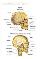 Костная система. Череп (вид сбоку). Срединный (сагиттальный) разрез - постер