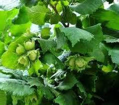 Саженец Фундук Барселонський