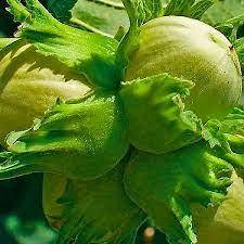 Фундук  Каталонський (3ричка)