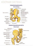 Костная система. Левая безымянная кость - постер