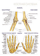 Костная система. Локоть. Кисти - постер
