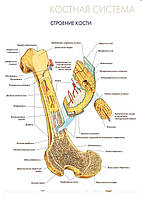 Костная система. Строение кости - постер