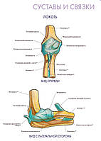 Суставы и связки. Локоть - постер