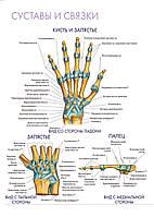 Суставы и связки. Кисть и запястье - постер