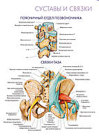 Суставы и связки. Поясничный отдел позвоночника. Связки таза - постер