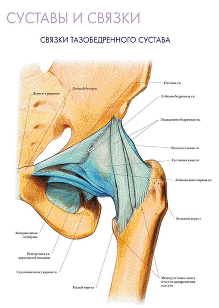 Тазобедренный сустав соединение. Тазобедренный сустав анатомия связки кости. Связки тазобедренного сустава топографическая анатомия. Тазобедренный сустав строение анатомия связки. Анатомия тазобедренного сустава мышц и связок.