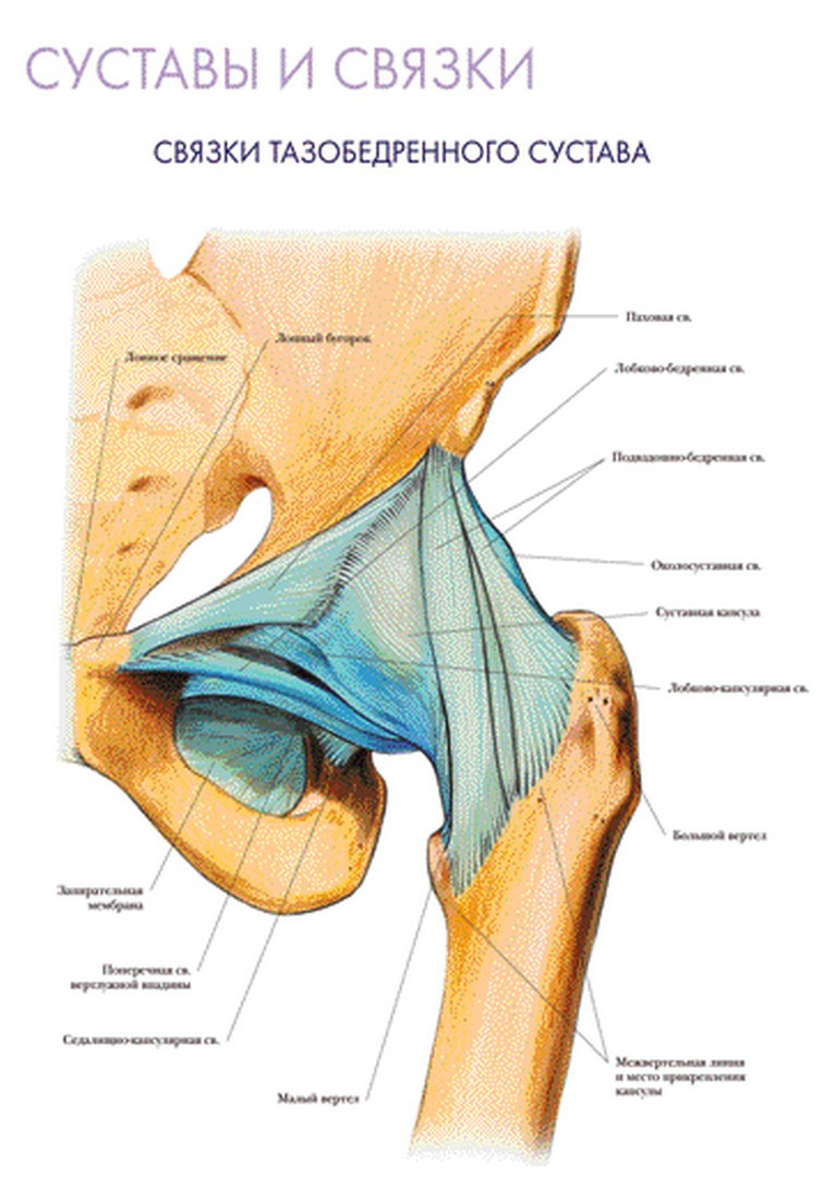 Тазобедренный сустав соединение
