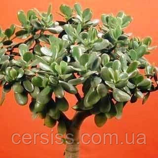 Грошове дерево вкорінений черенок, Crassula ovata
