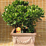 Грошове дерево вкорінений черенок, Crassula ovata, фото 3