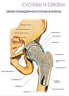 Суставы и связки. Связки тазобедренного сустава (в разрезе) - постер