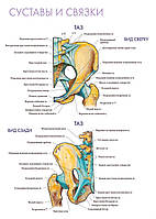 Суставы и связки. Таз - плакат