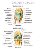 Суставы и связки. Связки колена - плакат
